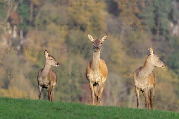Two adult red deer hinds (Cervus elaphus) and a calf are standing in a meadow in the beautiful morning light. A forest with autumn leaves can be seen in the background