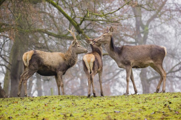 A Red Deer hind with her calf (Cervus elaphus) and a young stag stand on a green meadow at a forest edge on a foggy day