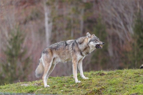 A male Eurasian grey wolf (Canis lupus lupus) stands growling in a green meadow on the top of a hill