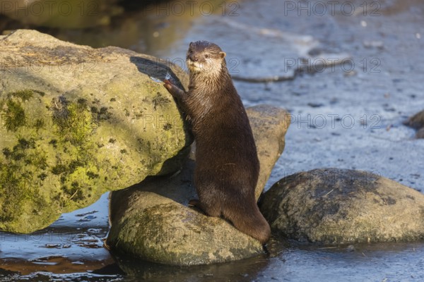 One oriental small-clawed otter or Asian small-clawed otter (Aonyx cinerea), plays with a small piece of ice on a frozen pond