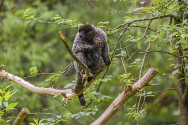 A common woolly monkey, brown woolly monkey, or Humboldt's woolly monkey (Lagothrix lagothricha) sits in a tree