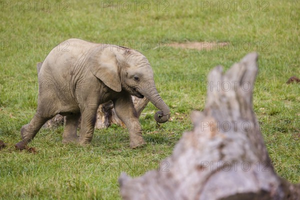 18 months old African baby elephant (Loxodonta africana) plays and runs in a green meadow