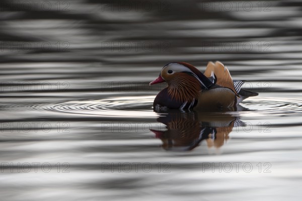 Mandarin duck (Aix galericulata), drake, in the water, with reflection, Heiligenhaus, North Rhine-Westphalia, Germany, Europe