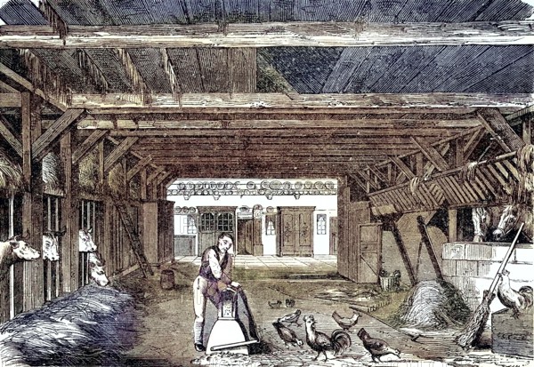 Cowshed and horse stable in a farmhouse in Lower Saxony, Deutschland, 1880 / Kuhstall und Pferdestall in einem Bauernhaus in Niedersachsen, 1880, Historisch, historical, digital improved reproduction of an original from the 19th century / digital reproduction of an original from the 19th century