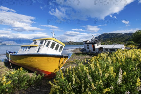Colourful wooden fishing boats amidst yellow flowering lupines on the beach, Lago General Carrera, also known as Lago Chelenko, Puerto Rio Tranquilo, Aysen region, Patagonia, Chile, South America