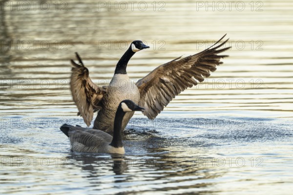 Canada goose (Branta canadensis), Vulkaneifel, Rhineland-Palatinate, Germany, Europe