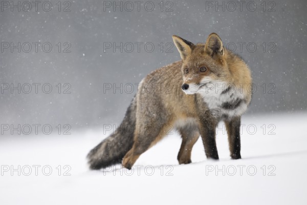 Red fox in the snow, Steinborn, Rhineland-Palatinate, Germany, Europe