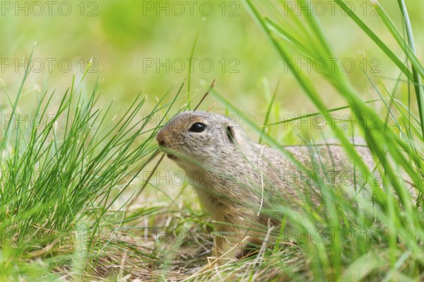 European ground squirrel (Spermophilus citellus) on a meadwo, Bavaria, Germany, Europe