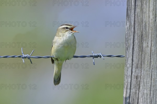 Reed warbler (Acrocephalus schoenobaenus) singing on a barbed wire fence, Wildlife, Lembruch, Ochsen Moor, Dümmer nature park Park, Lower Saxony, Germany, Europe