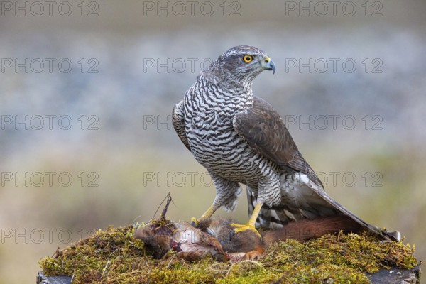 Goshawk (Accipiter gentilis) beheading squirrels Germany