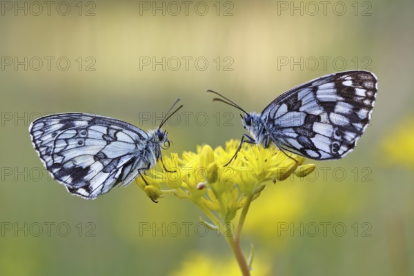 Checkerspot butterfly (Melanargia galathea) on a yellow flower, Middle Elbe Biosphere Reserve, Saxony-Anhalt, Germany, Europe