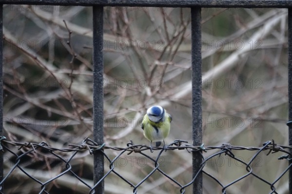 Blue tit, winter, Germany, Europe
