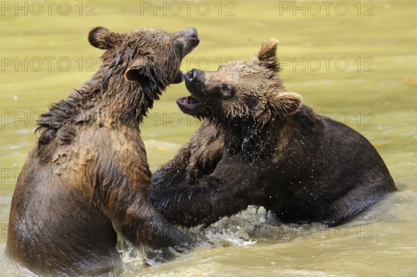 Two young bears playfully wrestling with each other in the water, Eurasian brown bear (Ursus arctos arctos), Bavarian Forest National Park