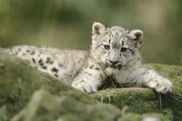 Snow leopard young resting on a rock, curious with playful expression, snow leopard (Panthera uncia), captive