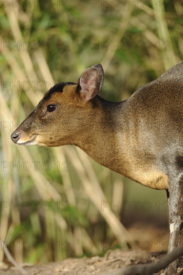 A muntjac sideways in the forest, surrounded by vegetation, with an attentive gaze, Chinese muntjac (Muntiacus reevesi), captive