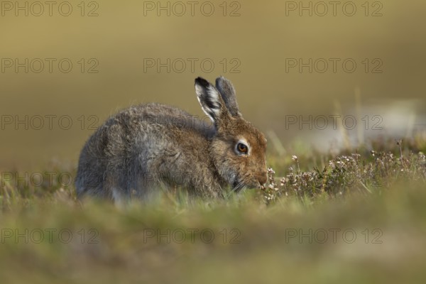 Mountain hare (Lepus timidus) adult animal in its summer coat on a hillside feeding on a Heather plant stem, Cairngorm mountains, Scotland, United Kingdom, Europe