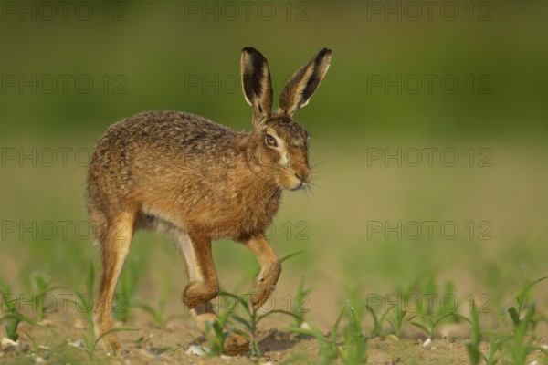 European brown hare (Lepus europaeus) adult animal running in a farmland maize crop in the summer, England, United Kingdom, Europe