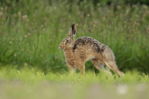 European brown hare (Lepus europaeus) adult animal stretching in a farmland maize crop in summer, England, United Kingdom, Europe