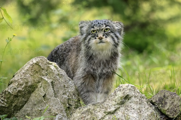 Manul (Otocolobus manul), Pallas's cat, adult, alert