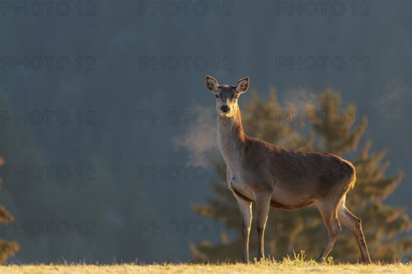 A female red deer (Cervus elaphus) stands in the first light of day on a meadow covered in hoar frost. Its breath condenses in the cold air. A forest can be seen in the background