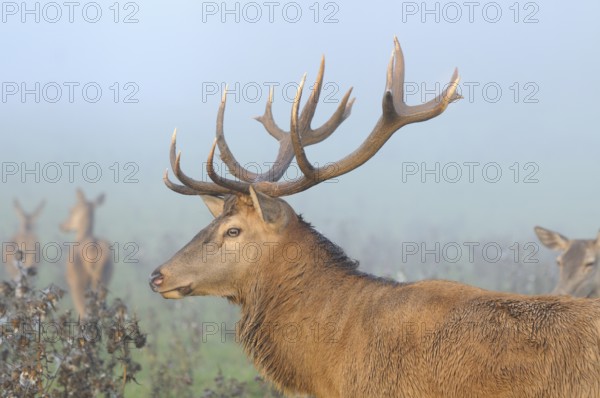 Profile of a stag with antlers, surrounded by fog, red deer (Cervus elaphus), Bavaria