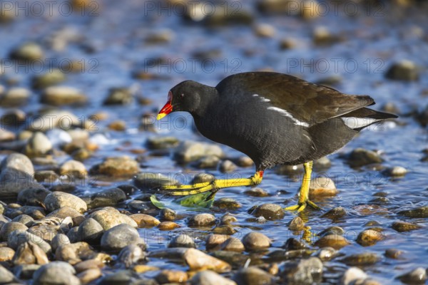 Common Morhen, Gallinula chloropus, bird in winter on Marshes