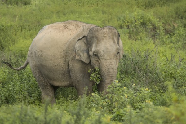 Indian elephants (Elephas maximus indicus), Khiri Khan, Hua Hin, Kui Buri National Park, Thailand, Asia