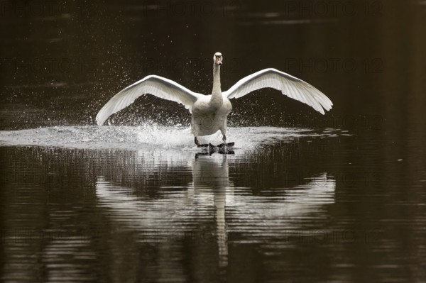 A swan flies towards a lake, creating splashes of water with its outstretched wings, Mute Swan, (cygnus olor), wildlife, Germany, Europe