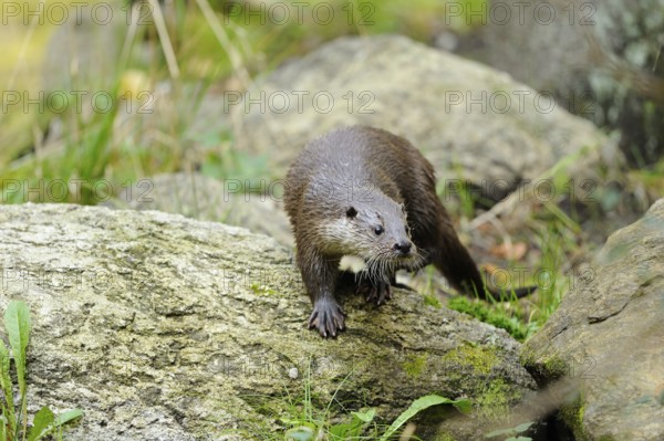 An otter climbs vigilantly over an overgrown rock, otter (Lutra lutra), Bavarian Forest National Park