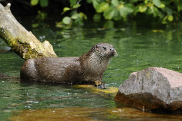 An otter stands on a rock by the water and observes the surroundings, otter (Lutra lutra), Bavarian Forest National Park