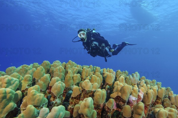 Diver floating over a large colony of dome coral (Porites nodifera), Red Sea, Egypt, Africa