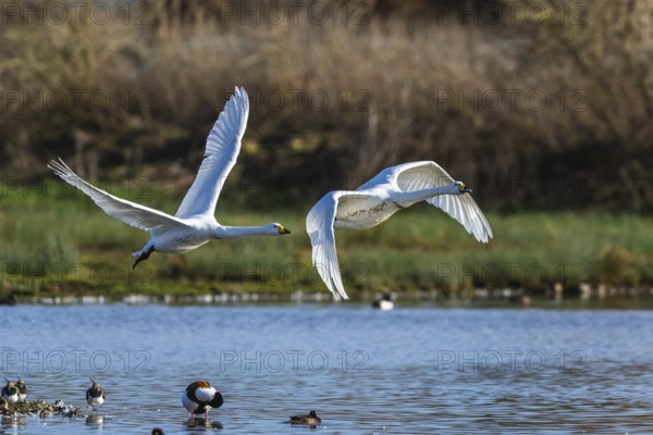 Tundra Swan, Bewick's Swan, Cygnus columbianus in flight at winter in Slimbridge, England, United Kingdom, Europe