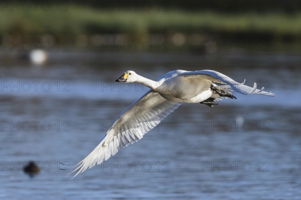 Tundra Swan, Bewick's Swan, Cygnus columbianus in flight at winter in Slimbridge, England, United Kingdom, Europe