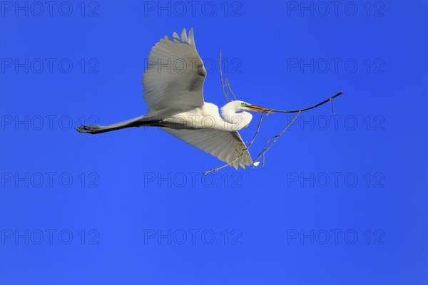Great Egret (Ardea alba), adult, flying, with nesting material, St. Augustine, Florida, USA, North America