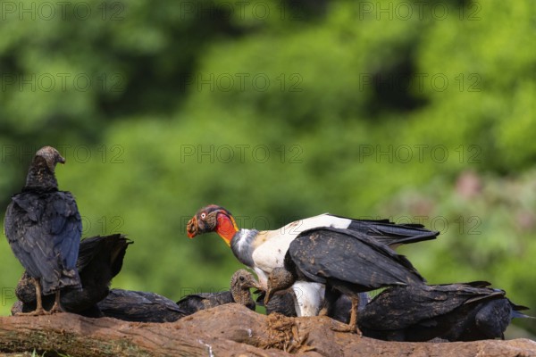 King vulture (Sarcoramphus papa), cock, vulture birds (Aegypiinae), Laguna del Lagarto Lodge, Alajuela, Costa Rica, Central America