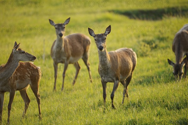 A group of roe deer standing attentively in a meadow, red deer (Cervus elaphus), Bavaria