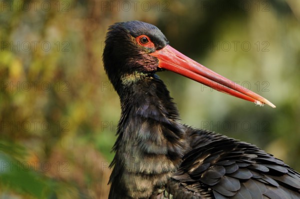 A black stork with strikingly structured feathers and a red beak in a natural environment, black stork (Ciconia nigra), Bavaria