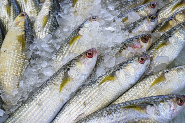 Red Sea Fish, Fish Market in Hurghada, Egypt, Africa