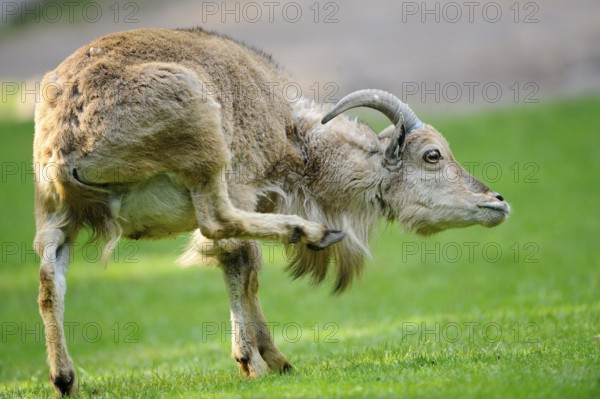 A wild sheep raises its leg in a meadow, Mane jumper (Ammotragus lervia), captive