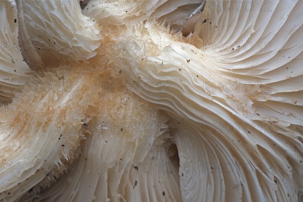 Branched oyster fungus (Pleurotus cornucopiae), Emsland, Lower Saxony, Germany, Europe