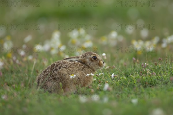 European brown hare (Lepus europaeus) juvenile baby leveret animal resting in grassland amongst wild flowers in the summer, England, United Kingdom, Europe