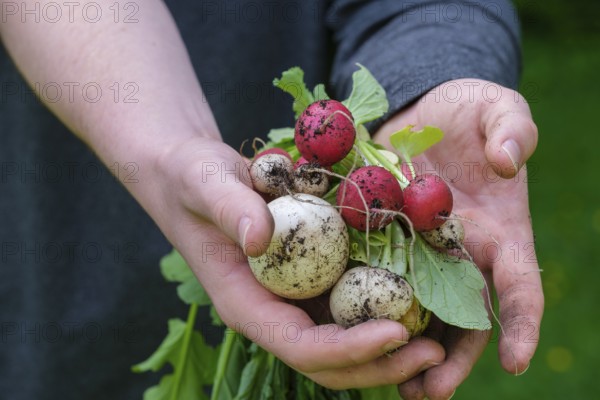 Radish (Raphanus sativus var. sativus), mixed radish, vegetable harvest, harvest, Bavaria, Germany, Europe