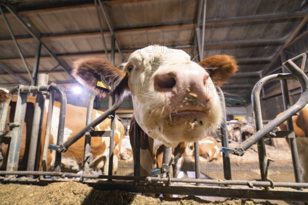 The snout of a brown and white cow peers curiously through a gate in the barn, Haselstaller Hof, Gechingen, Calw district, Hecken and Gäu region, Germany, Europe