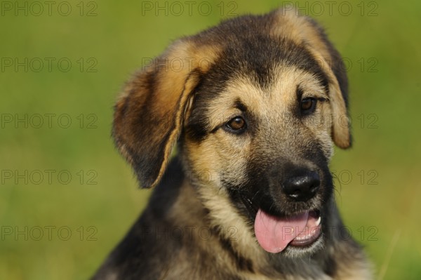 A cute puppy with tongue hanging out in a meadow, mixed breed dog, Upper Palatinate