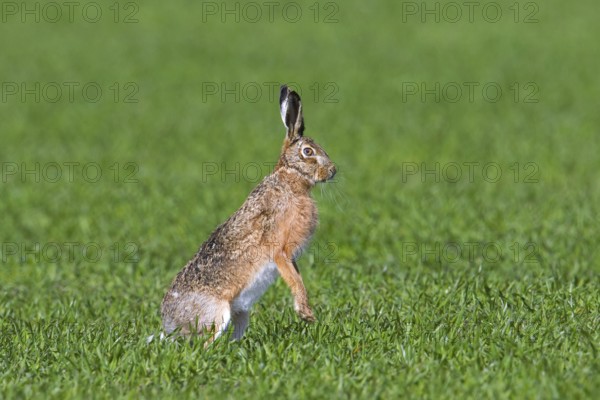 Alert European brown hare (Lepus europaeus) standing upright on its hind legs in field, grassland in spring
