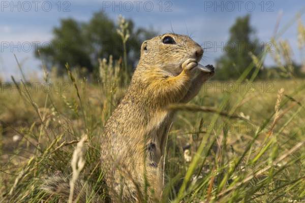 One European ground squirrel (Spermophilus citellus) or European souslik standing erected in tall grass feeding on seeds and looking for enemies