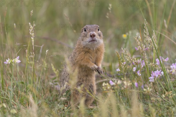 One European ground squirrel (Spermophilus citellus) or European souslik sitting in grass and feeding on blossoms
