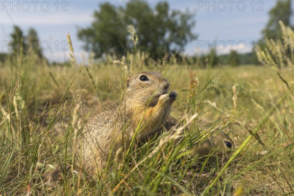One European ground squirrels (Spermophilus citellus) or European souslik feeding in tall grass