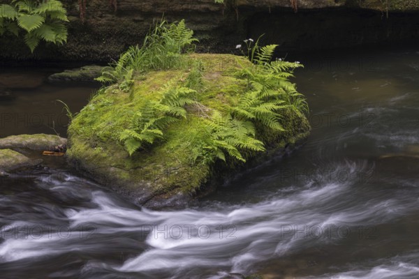 Flowing, silky water with ferns and rocks in the Edmunds Gorge, river Kamnitz, Hrensko, Ustecky kraj, Czech Republic, Europe