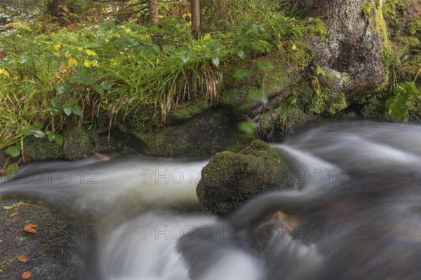 Kleine Ohe creek below Waldhaeuser village in the Bavarian Forest Nationalpark. Flowing water and fallen trees